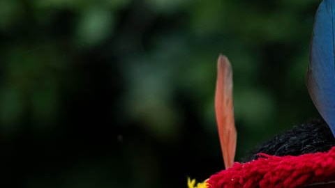 Los miembros de los ecuatorianos analizados en promedio miden casi siete pulgadas