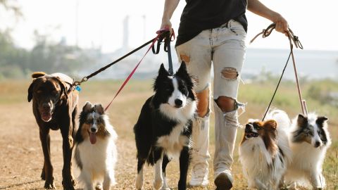 Cuidador de perros