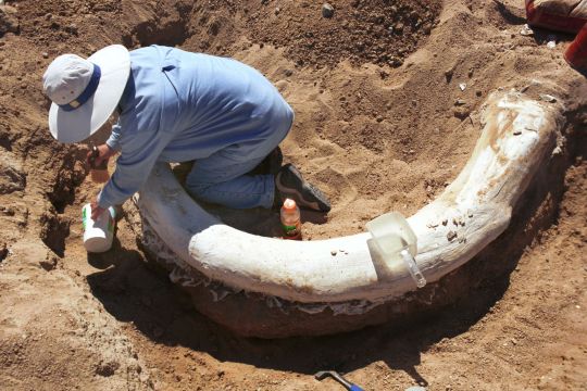 Descubren en Florida "cementerio de elefantes" de hace 5.5 millones de años