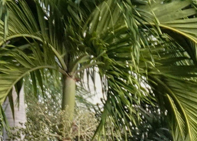 Policías en Puerto Rico