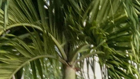 Policías en Puerto Rico