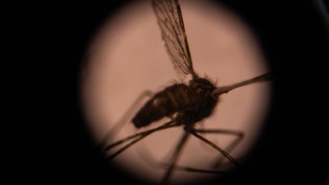 Mosquito Malaria