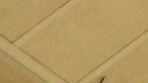 Cancha del Goldfarb Gymnasium en la Universidad Johns Hopkins, institución que participa en la NCAA.