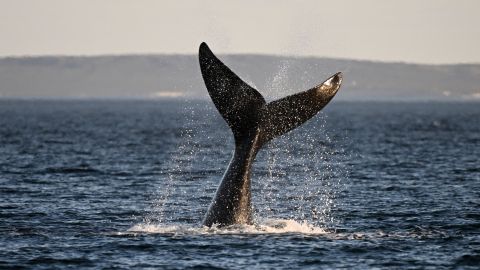 Tratado de Biodiversidad Más Allá de la Jurisdicción Nacional