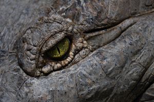 Cassius, el cocodrilo más grande del mundo, festeja su cumpleaños 120