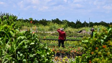 Defensores de inmigrantes prevén que las granjas en Florida podrían enfrentar carencia de mano de obra.