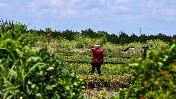 Trabajadores agrícolas en Florida