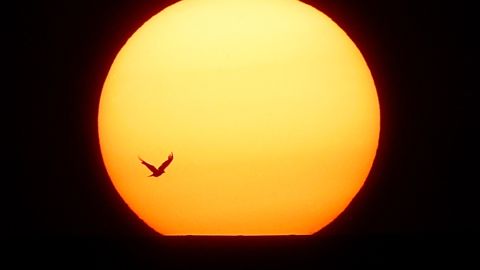 Un pájaro vuela más allá de la puesta de sol detrás de los tejados en el solsticio de verano.