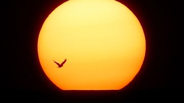 Un pájaro vuela más allá de la puesta de sol detrás de los tejados en el solsticio de verano.