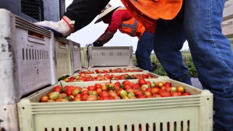 Se estima que el 42% de los trabajadores agrícolas de Florida son indocumentados.