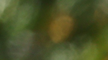 El gobernador de California, Gavin Newsom, investigará traslado de migrantes: "DeSantis tiene que asumir su responsabilidad"