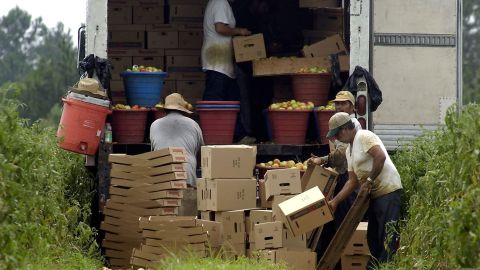 La industria agrícola sería de las más afectadas por la Ley SB 1718 en Florida.