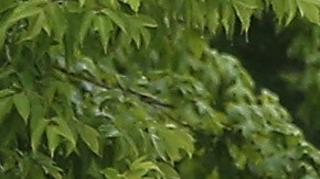 La mujer que conducía el SUV fue arrestada. Presuntamente, conducía a 100 mph en la interestatal 88.