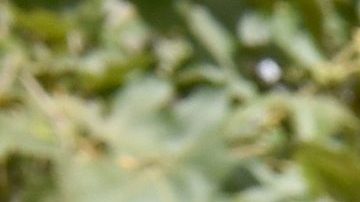 Sean Rad invirtió miles de dólares en la remodelación de esta propiedad de Hollywood Hills.