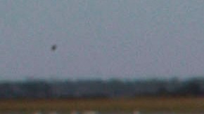 Thousands Of Dead Fish Found On North Carolina Beach