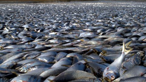 Thousands Of Dead Fish Found On North Carolina Beach