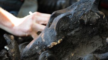 Cráneo de lobo hallado en una tumba antigua.