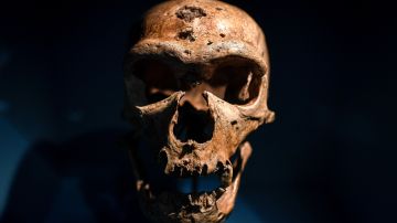 Este descubrimiento vuelve a poner de manifiesto las avanzadas capacidades cognitivas de los neandertales.