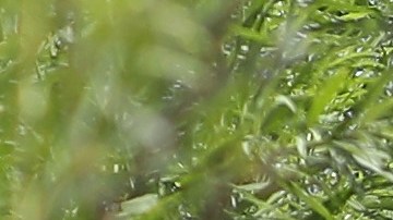 Las semanas previas a la culminación del Título 42 se registraron más de 10,000 detenciones al día.