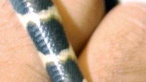 La serpiente lechera carece de fuerza en su mordida