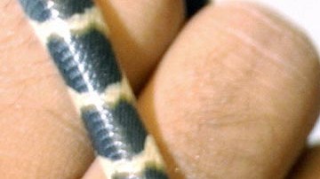 La serpiente lechera carece de fuerza en su mordida