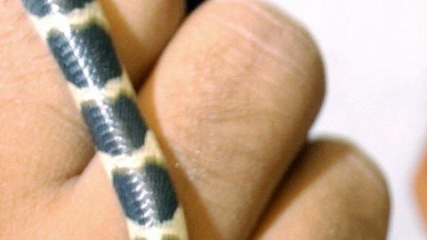 La serpiente lechera carece de fuerza en su mordida