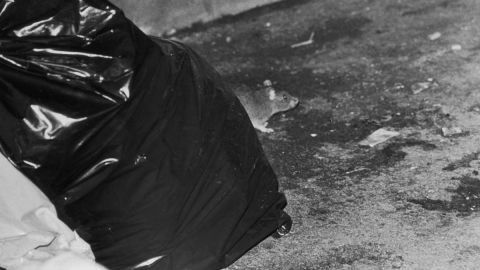 Hasta el momento sigue sin determinarse quién metió el cadáver de Florence Charleston en una bolsa de plástico hace 45 años