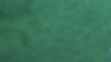 De pequeños, ciertos animalitos son bastante parecidos a los de otras especies