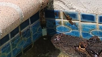 El "no tan pequeño" caimán refrescándose en la alberca.