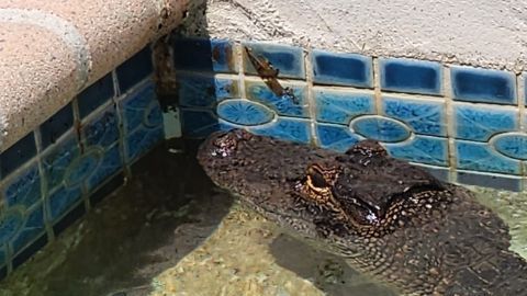 El "no tan pequeño" caimán refrescándose en la alberca.