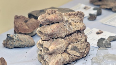 Diente de mastodonte