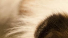 Matsoukas presuntamente también trató de grabar sus actos de zoofilia usando un iPad