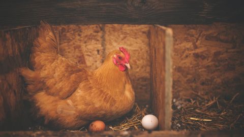 Gallina huevo