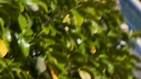 doordash-loteria-maryland