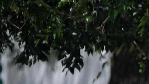 Ola de calor México