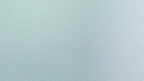 herencia-mansion-florida-gatos-persas