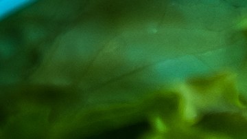 Los vegetales deben ser desinfectados antes de consumirlos