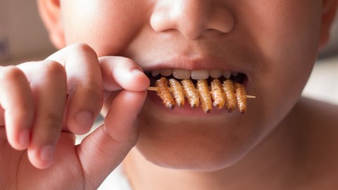 Insectos la comida del futuro