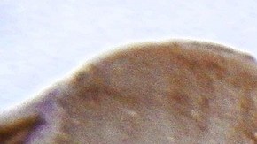 El aspartamo se usa como aditivo alimentario para endulzar bebidas gaseosas.