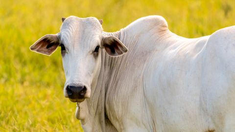 vaca-nelore-subasta-brasil