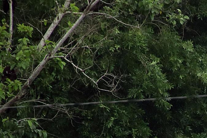 Desde el sur de México sale la primera caravana migrante de venezolanos hacía EE.UU.