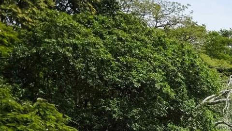 Fotografía de un estero dentro de la reserva biológica la Selva en la zona de Sarapiquí, al noroeste de Costa Rica.