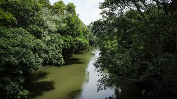 Fotografía de un estero dentro de la reserva biológica la Selva en la zona de Sarapiquí, al noroeste de Costa Rica.