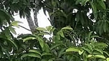 Viajar hacinados dentro de diferentes vehículos es una de las formas más peligrosas que usan los migrantes para cruzar México de forma irregular rumbo a EE.UU.