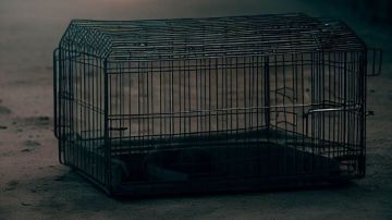 Dos niños fueron encontrados en una jaula para perros.