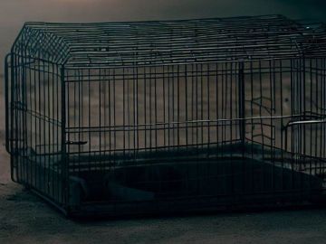 Dos niños fueron encontrados en una jaula para perros.