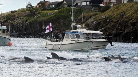 La caza de ballenas y delfines ha sido durante mucho tiempo parte de la cultura y la tradición gastronómica de las Islas Feroe.