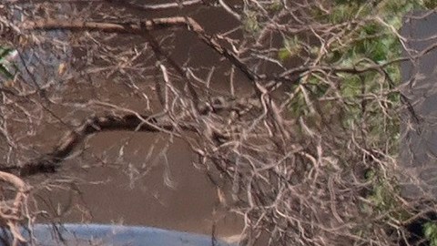 Patrick Crusius se autodenominó nacionalista blanco.