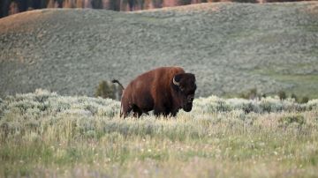 Un bisonte corneó a una mujer de 47 años en Yellowstone.