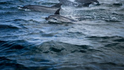 Delfines